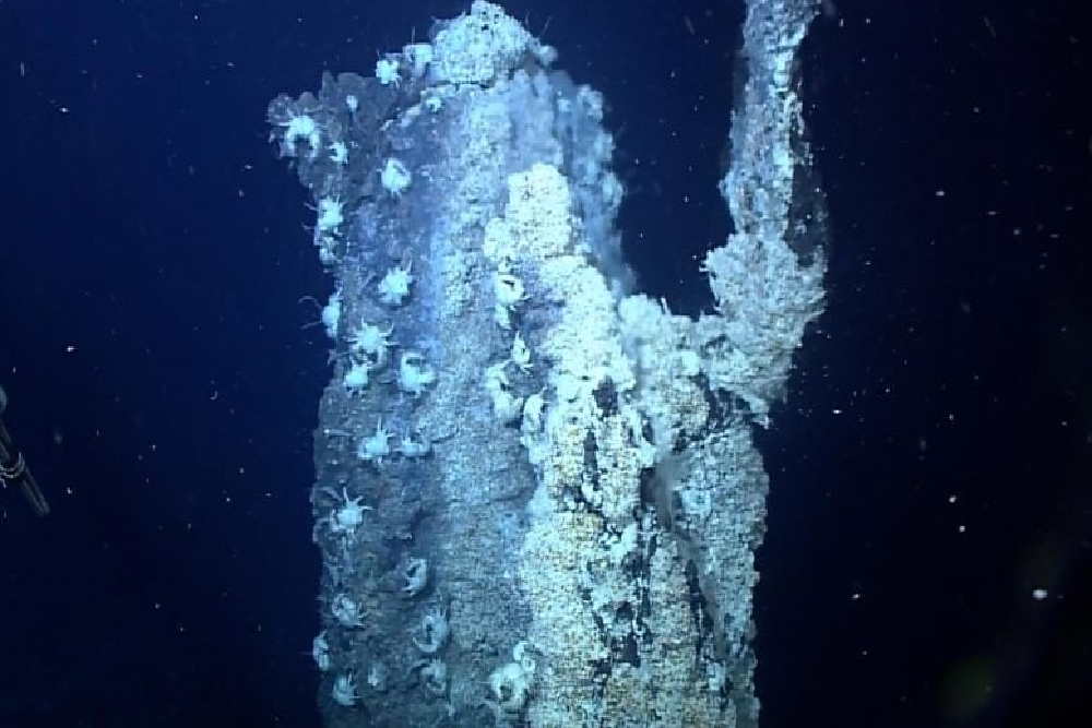 کشف یک گونه جدید کرم که سم را به طلا تبدیل میکند!