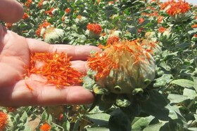 ثبت دو رقم جدید گلرنگ با تحمل به خشکی و عملکرد بالا، برای نخستین بار در ایران