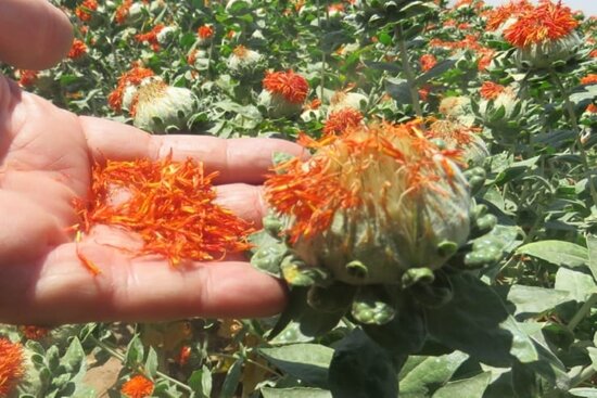 ثبت دو رقم جدید گلرنگ با تحمل خشکی و عملکرد بالا، برای نخستین بار در ایران