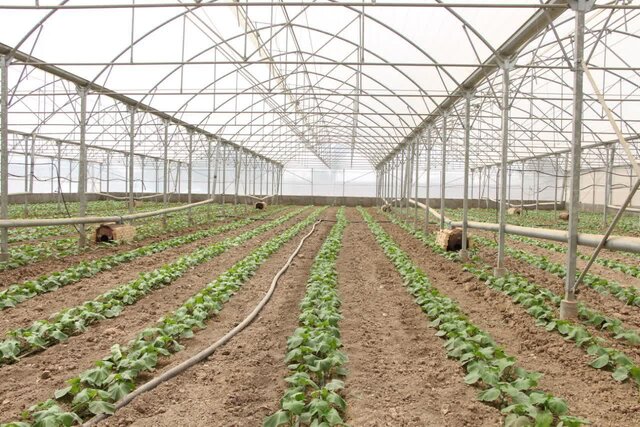 استان تهران رتبه نخست تولیدات گلخانهای کشور/ پیشوا قطب سبزی و صیفی تهران