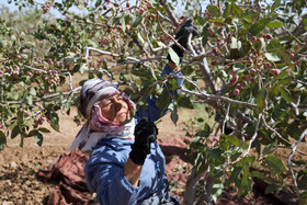 برداشت پسته از باغات خراسان‌شمالی