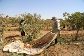 برداشت پسته از باغات خراسان‌شمالی