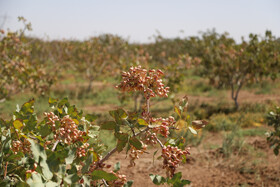 برداشت پسته از باغات خراسان‌شمالی