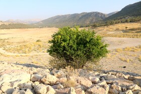 خشک شدن سد شاه قاسم یاسوج