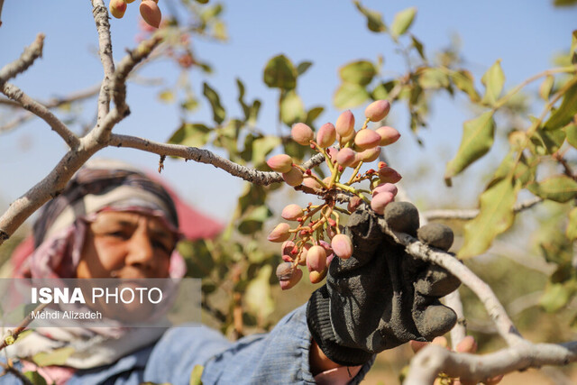 طلای سبز ایران؛ در تنگنای سیاستهای ارزی و خشکسالی