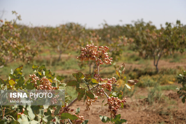 مهولات؛ سرزمین پستههای بادامی ایران