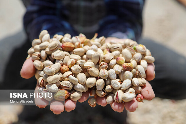 طلای سبز ایران؛ در تنگنای سیاستهای ارزی و خشکسالی طلای سبز ایران؛ در تنگنای سیاستهای ارزی و خشکسالی