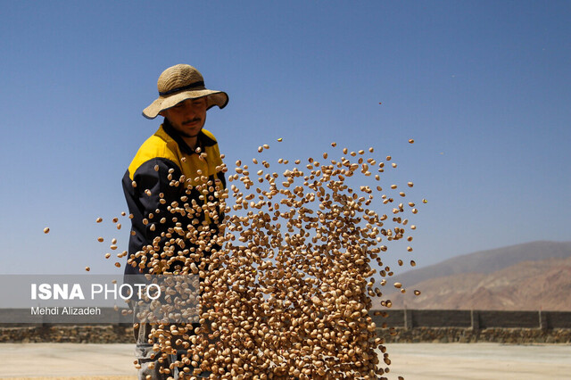 طلای سبز ایران؛ در تنگنای سیاستهای ارزی و خشکسالی