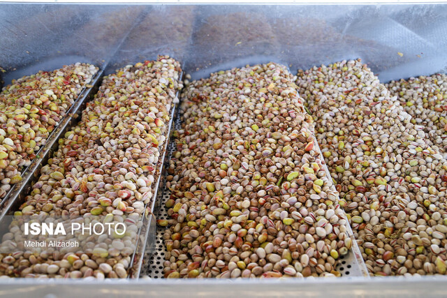 طلای سبز ایران؛ در تنگنای سیاستهای ارزی و خشکسالی