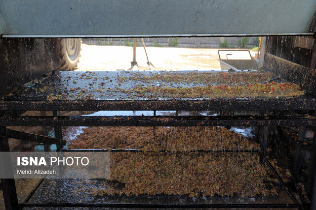 ساخت سورتر هوشمند برای جداسازی پسته‌های آلوده به آفلاتوکسین