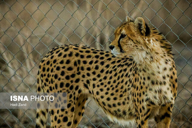 احیای پروژه حفاظت از یوزپلنگ آسیایی بعد از ۶ سال/ امیدواری برای تداوم بقای یوز