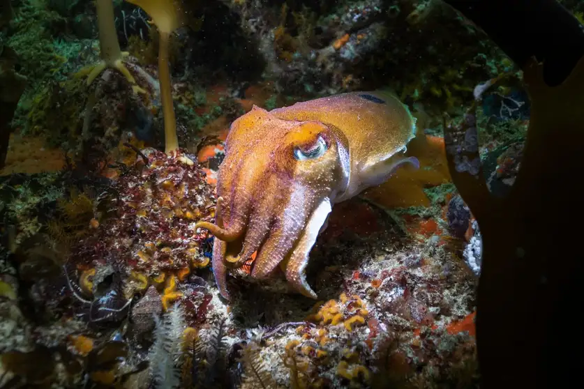 به زودی میتوانیم زبان حیوانات را بفهمیم و حتی با آنها حرف بزنیم