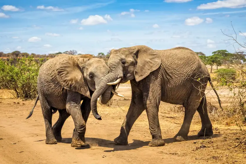 به زودی میتوانیم زبان حیوانات را بفهمیم و حتی با آنها حرف بزنیم