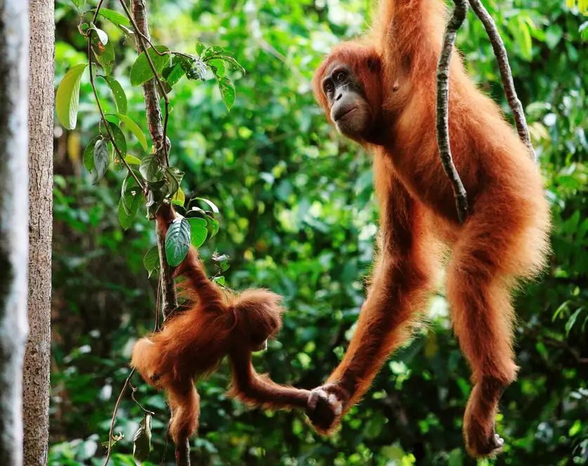 به زودی میتوانیم زبان حیوانات را بفهمیم و حتی با آنها حرف بزنیم