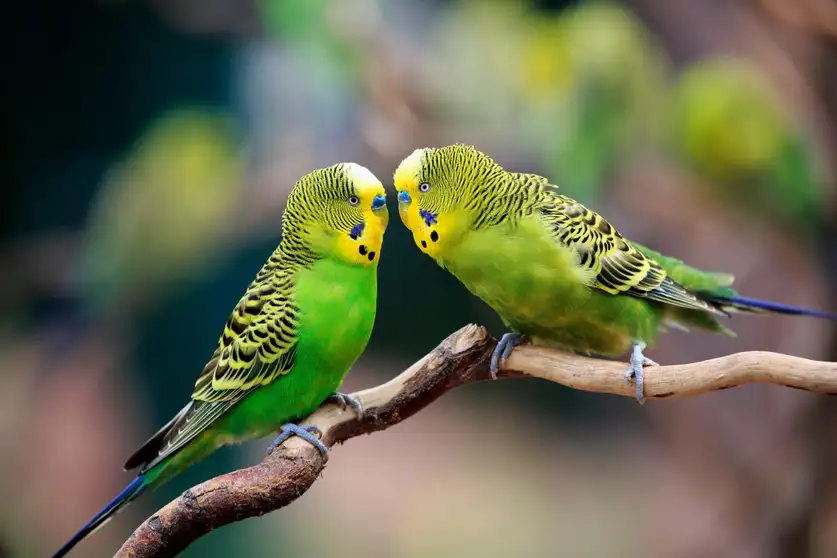 به زودی میتوانیم زبان حیوانات را بفهمیم و حتی با آنها حرف بزنیم