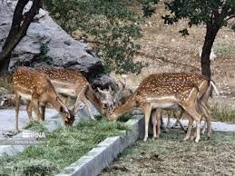 پایش تصویری سایت گوزن زرد در ایلام برای نخستینبار اجرا میشود/ منشأ اصلی ریزگردها در کشورهای همسایه بهویژه عراق است