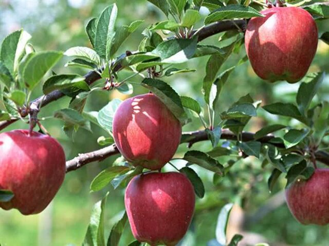 فارس، سومین تولیدکننده سیب کشور/ برداشت ۳۵۷ هزار تن سیب درختی آغاز شد