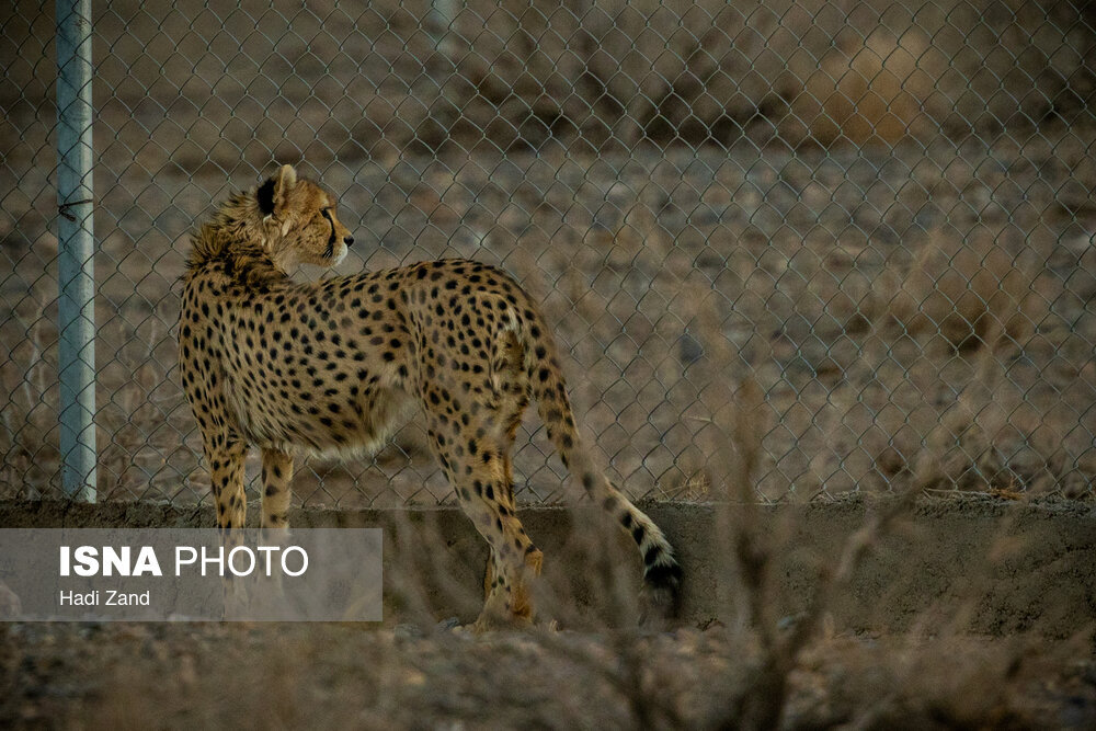 فنس‌کشی ۱۰۰ کیلومتر جاده مرگ یوزپلنگ در انتظار اعتبار