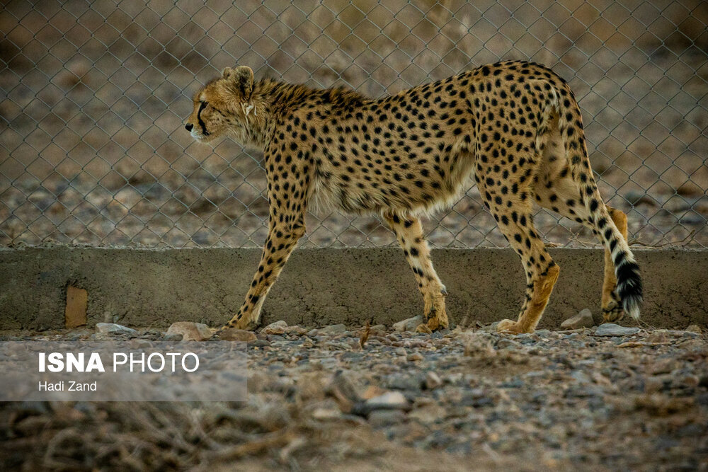 تصادف جادهای مهمترین علت تلفات در یوزپلنگ آسیایی/مشاهده ۶ یوزپلنگ آسیایی در میاندشت