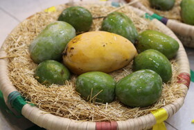 جشنواره شکرگزاری انبه و یاسمین در میناب