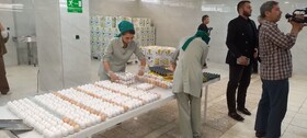 تولید سالانه بیش از ۴۹۰۰ تن تخم‌مرغ خوراکی در شهرستان خوی