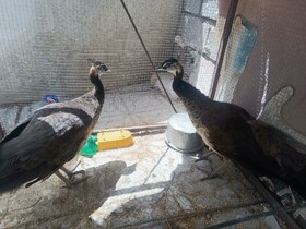 کشف ۲ طاووس هندی و یک قبضه سلاح از یک متخلف در قیروکارزین