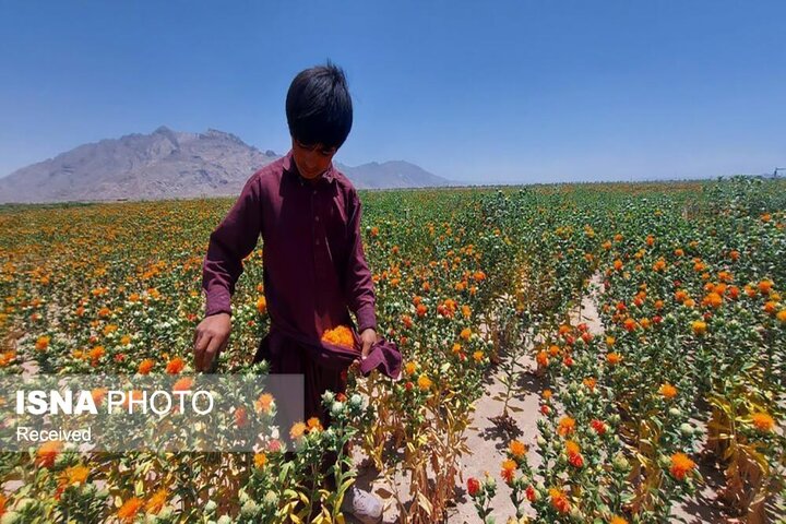 عکس تزئینی است گلرنگ، محصولی مقاوم در شرایط کمآبی زنجان