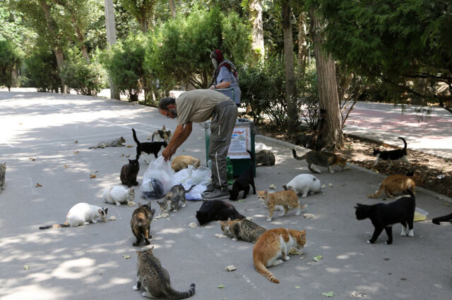 مهمانی موشها و گربهها در شهر مهمانی موشها و گربهها در شهر