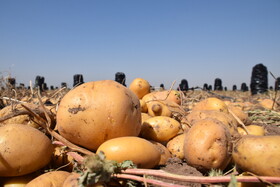 برداشت سیب زمینی از مزارع استان اردبیل