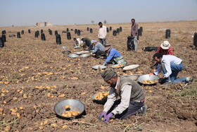 برداشت سیب زمینی از مزارع استان اردبیل
