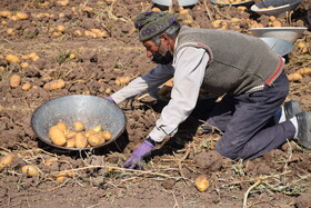 پیش‌بینی تولید بیش از ۱۵۰ هزار تن سیب زمینی در گلستان