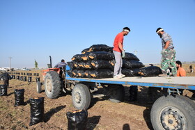 برداشت سیب زمینی از مزارع استان اردبیل