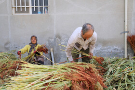 جاروبافی میراثی زنده در روستای ملاحسن خراسان شمالی