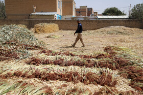 جاروبافی میراثی زنده در روستای ملاحسن خراسان شمالی