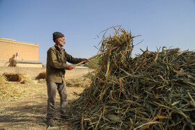 جاروبافی میراثی زنده در روستای ملاحسن خراسان شمالی