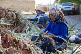 جاروبافی میراثی زنده در روستای ملاحسن خراسان شمالی