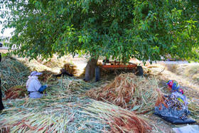 جاروبافی میراثی زنده در روستای ملاحسن خراسان شمالی