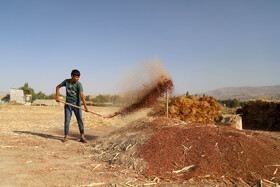 جاروبافی میراثی زنده در روستای ملاحسن خراسان شمالی
