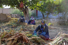 جاروبافی میراثی زنده در روستای ملاحسن خراسان شمالی