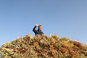 جاروبافی میراثی زنده در روستای ملاحسن خراسان شمالی