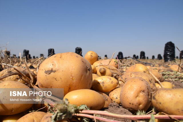 بار سنگین خشکسالی بر دوش باغداران