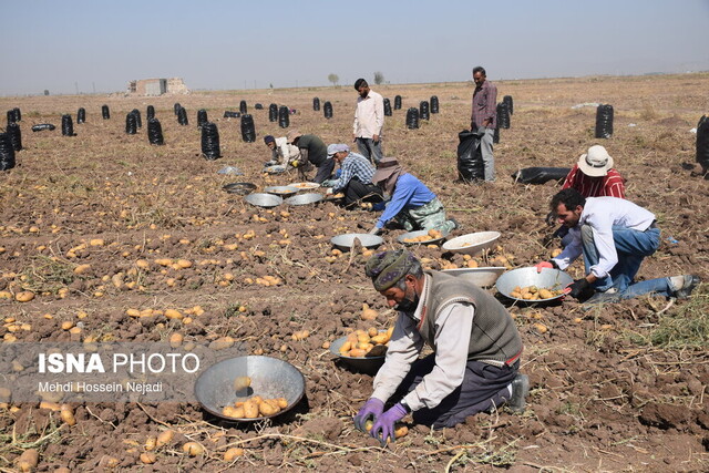سوت آغاز صادرات سیب‌زمینی گلستان با اولویت تجار بومی