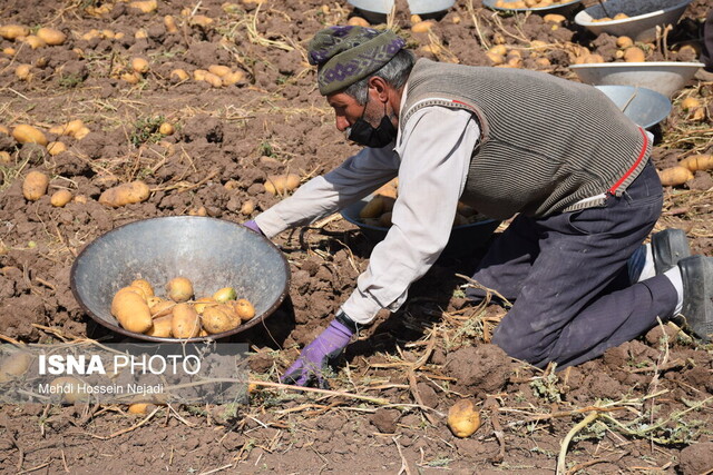 پیش‌بینی تولید بیش از ۱۵۰ هزار تن سیب زمینی در گلستان