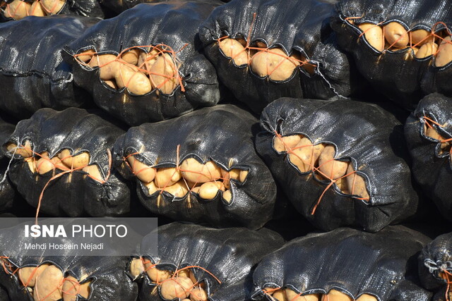 عکس تزئینی است برداشت ۱۳ هزار تن سیب زمینی از مزارع ابهر آغاز شد