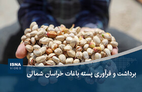 ویدیو/ برداشت و فرآوری پسته باغات خراسان شمالی