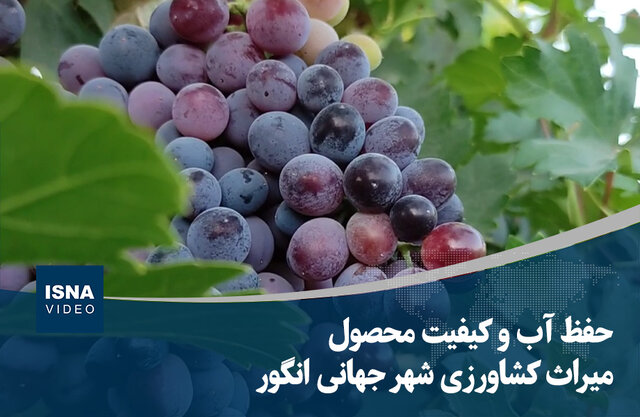ویدیو/ انگور ملایر؛ تکیه بر بام باغداری جهان