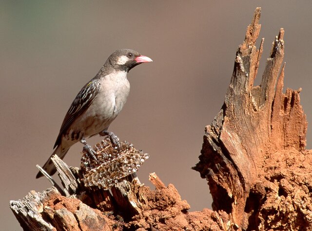 پنج پرنده که در لانۀ پرندگان دیگر تخم میگذارند