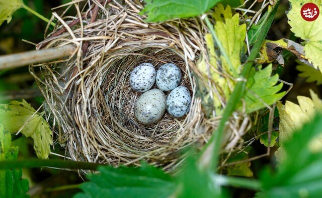 پنج پرنده که در لانۀ پرندگان دیگر تخم میگذارند پنج پرنده که در لانۀ پرندگان دیگر تخم میگذارند