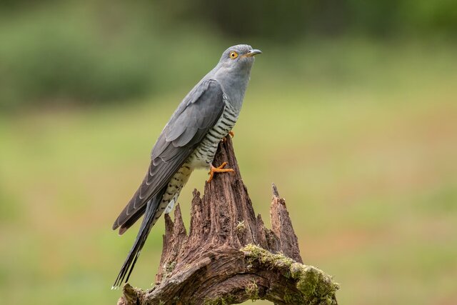 پنج پرنده که در لانۀ پرندگان دیگر تخم میگذارند