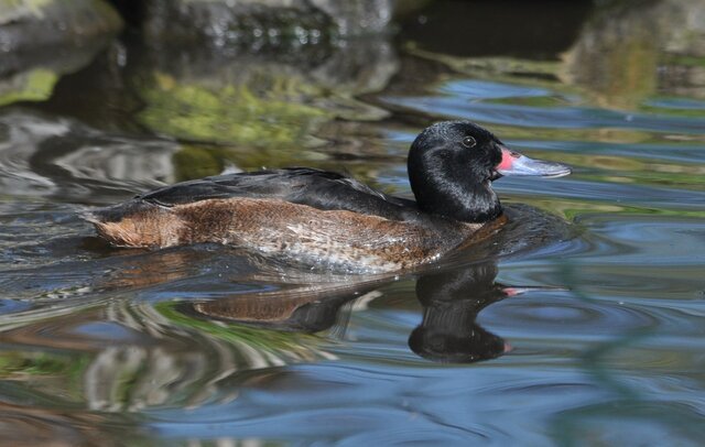 پنج پرنده که در لانۀ پرندگان دیگر تخم میگذارند